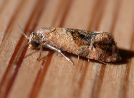 Banded Cochylid
